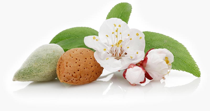 Mandeln aus Sizilien