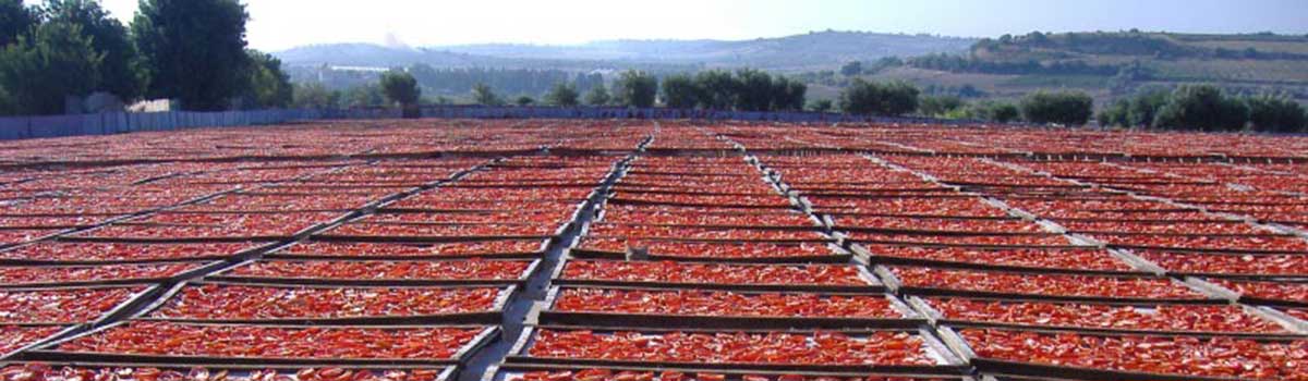 Getrocknete Tomaten auf Sizilien