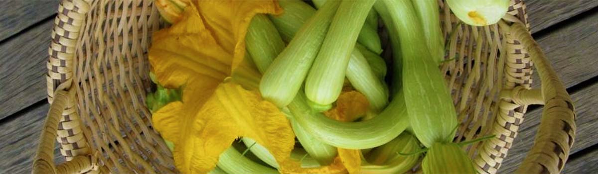 Schlangenkürbis, Zucchini Trombette ligure Schlangenkürbis, Zucchini Trombette ligure