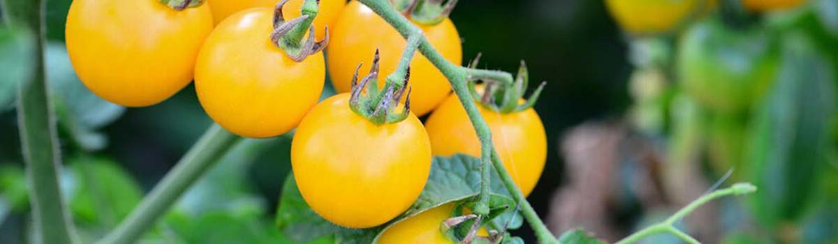 Gelbe Tomaten aus Trockenkultur