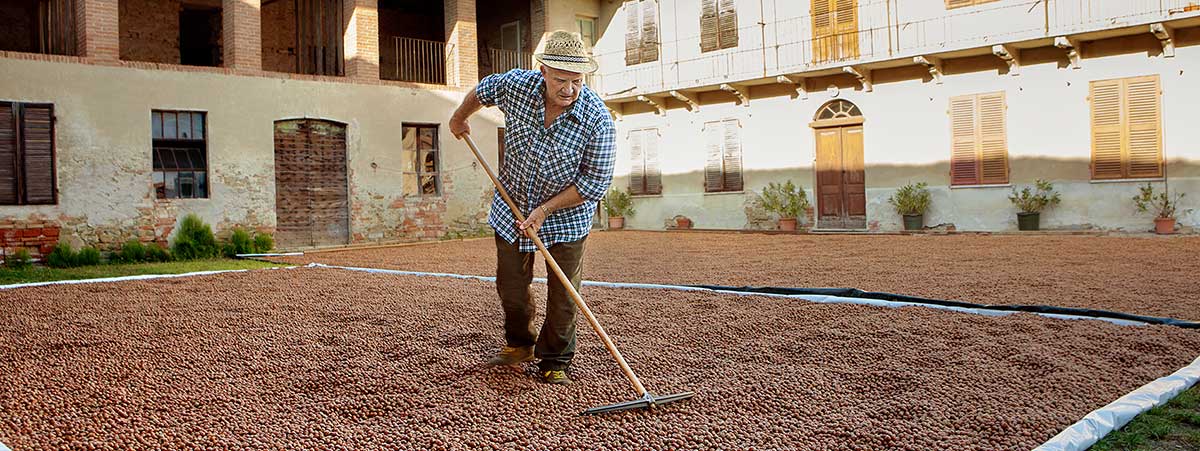 Sonnengetrocknete BIO-Haselnüsse Altalanga Haselnüsse werden an der Sonne getrocknet