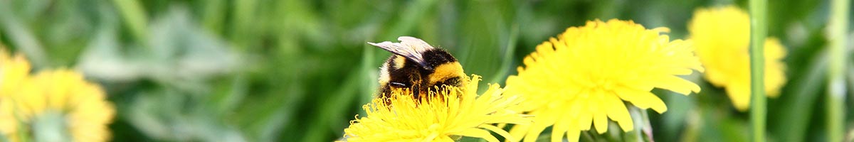 Honig von daDA Miele Honig von daDA Miele