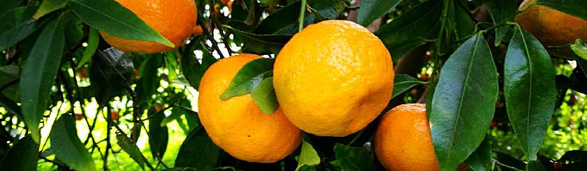 Spätmandarinen aus Ciaculli (Presidio Slow Food) Spätmandarinen aus Ciaculli (Presidio Slow Food)