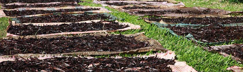 Mananara Vanille aus Madagaskar Mananara Vanille aus Madagaskar