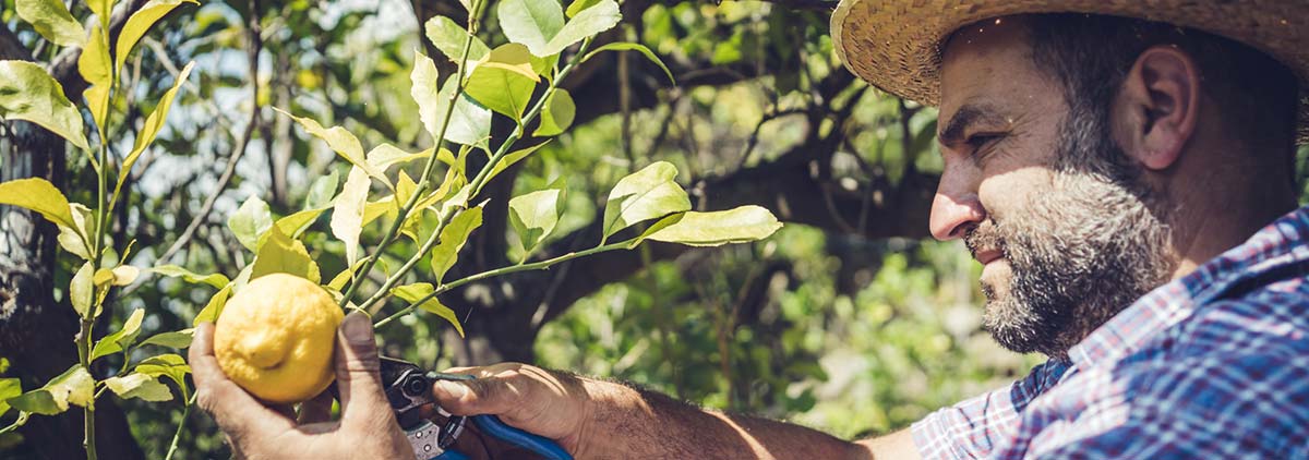 Zitronenernte auf Sizilien Zitronenernte auf Sizilien