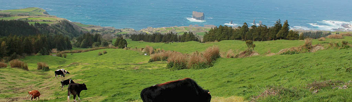 Sardinhas em Manteiga dos Acores - Sardinen in Butter von den Azoren (90g) Sardinhas em Manteiga dos Acores - Sardinen in Butter von den Azoren (90g)