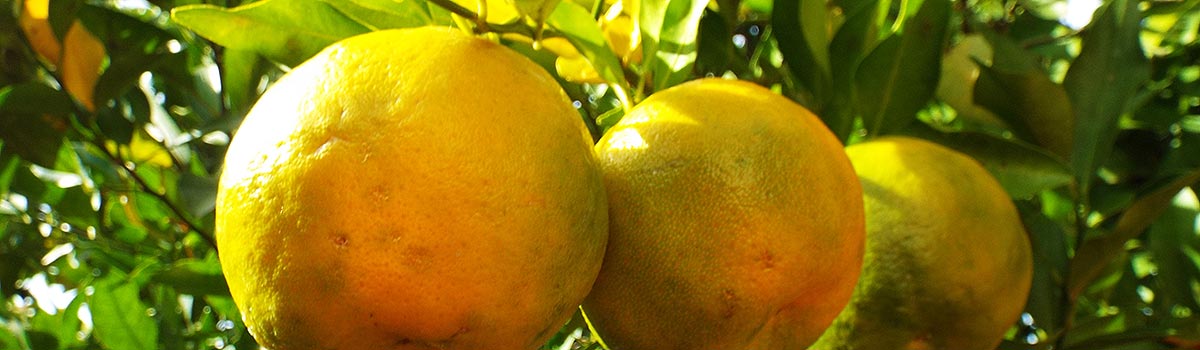 Kalabrische Bergamotte