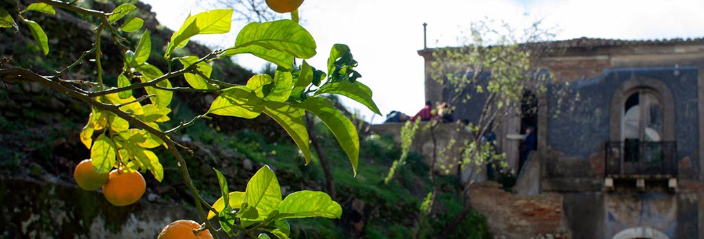 Clementinen aus Kalanrien Clementinen aus Kalanrien